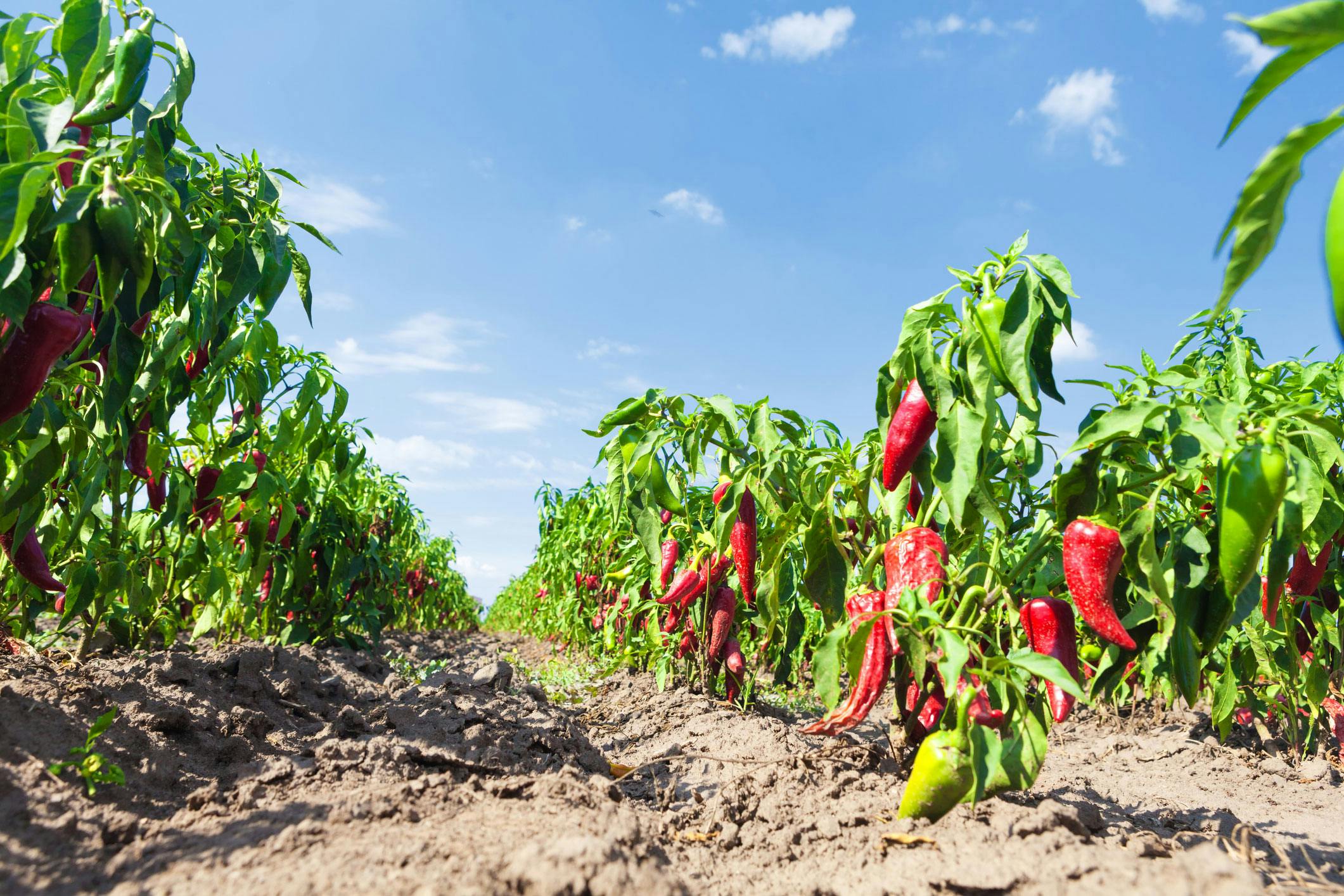 Nachhaltigkeit Paprika Feld